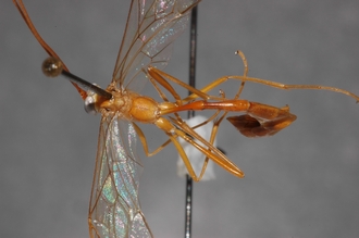 Enicospilus_prolixus_PARATYPE