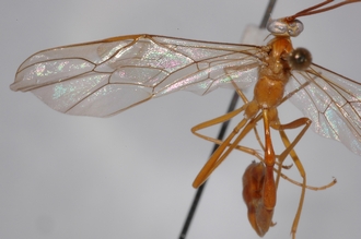 Enicospilus_prolixus_PARATYPE