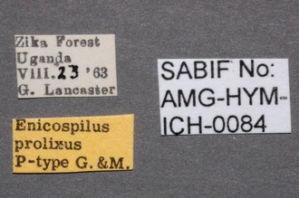 Enicospilus_prolixus_labels