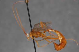 Enicospilus_prolixus_PARATYPE