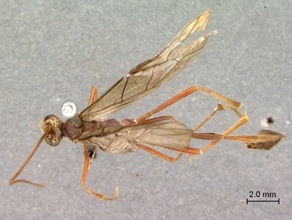 Enicospilus_sericatus_habitus_dorsal