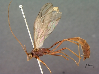 Enicospilus_sericatus_habitus_lateral