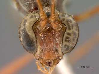 Enicospilus_sericatus_head_frontal