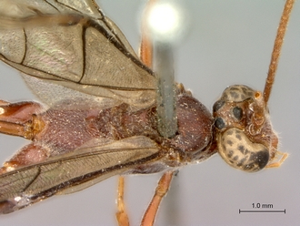 Enicospilus_sericatus_head_mes_dorsal