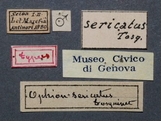 Enicospilus_sericatus_labels