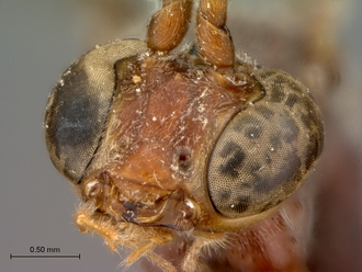 Enicospilus_sericatus_mandibles