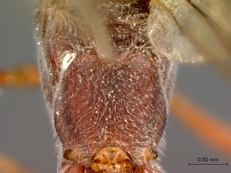 Enicospilus_sericatus_propodeum