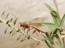 Enicospilus_transvaalensis