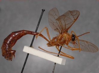 Eremotylus_tenigena_HOLOTYPE