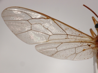 Eremotylus_tenigena_HOLOTYPE