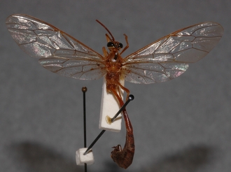 Eremotylus_tenigena_HOLOTYPE