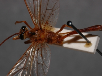 Eremotylus_tenigena_HOLOTYPE