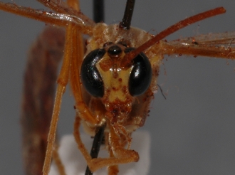 Eremotylus_tenigena_HOLOTYPE