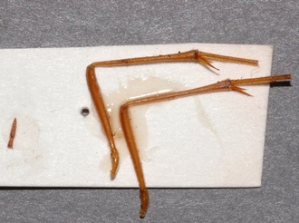 Eremotylus_tenigena_HOLOTYPE