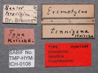Eremotylus_tenigena_labels 