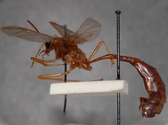 Eremotylus_tenigena_HOLOTYPE