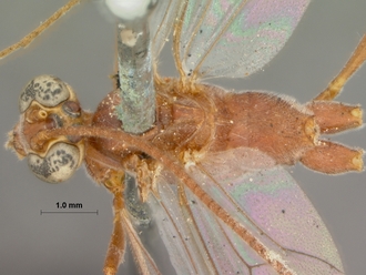 Enicospilus_natalensis_HOLOTYPE
