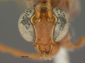 Enicospilus_natalensis_HOLOTYPE