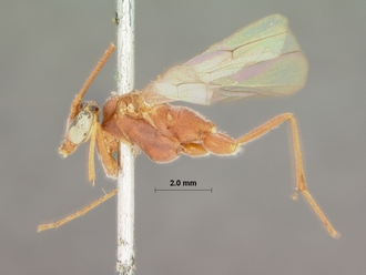 Enicospilus_natalensis_HOLOTYPE
