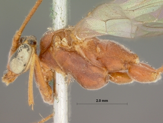 Enicospilus_natalensis_HOLOTYPE