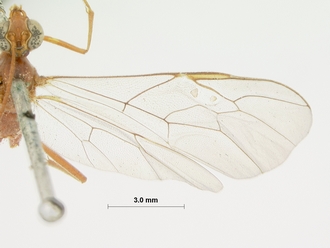 Enicospilus_natalensis_HOLOTYPE