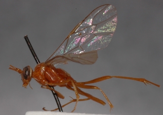 Ophion_albiger_HOLOTYPE