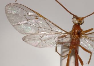 Ophion_longescutellatus_HOLOTYPE
