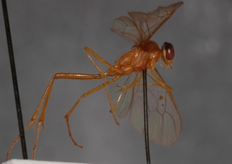 Ophion_natalensis_HOLOTYPE