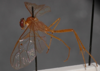 Ophion_natalensis_HOLOTYPE