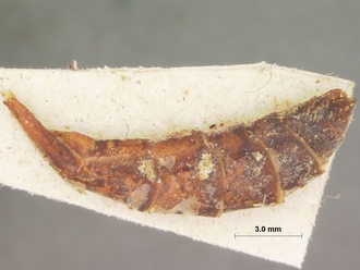 Enicospilus_leucocotis