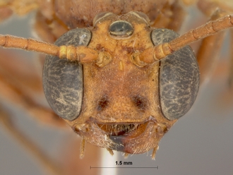 Euryphion_ikuthanus_HOLOTYPE