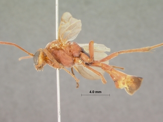Euryophion_ikuthanus_HOLOTYPE