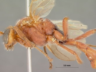 Euryphion_ikuthanus_HOLOTYPE