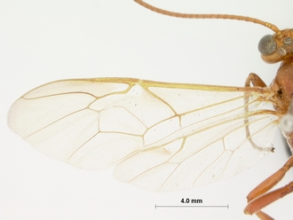 Euryphion_ikuthanus_HOLOTYPE