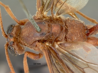 Euryphion_nigripennis_HOLOTYPE