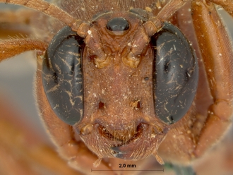 Euryphion_nigripennis_HOLOTYPE