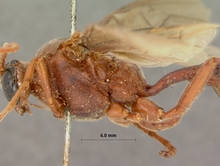 Euryphion_nigripennis_HOLOTYPE