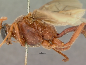 Euryophion_nigripennis_HOLOTYPE