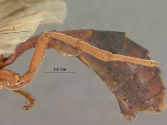 Euryphion_nigripennis_HOLOTYPE