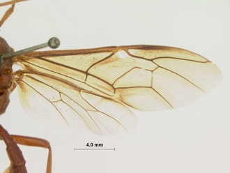 Euryphion_nigripennis_HOLOTYPE