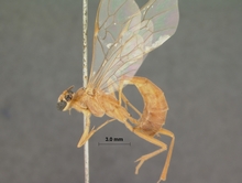 Rhopalphion_discinervus_HOLOTYPE