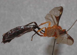 Tiphulophion_gigas_HOLOTYPE
