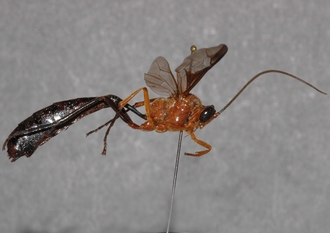 Athyreadon_atriventris_gigas_HOLOTYPE