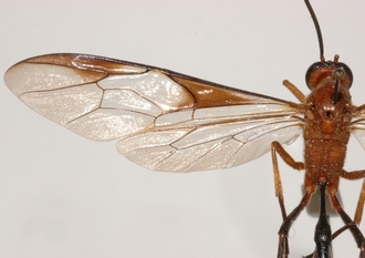 Athyreadon_aventris_gigas_HOLOTYPE