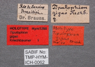Athyreodon_aventris_gigas_labels