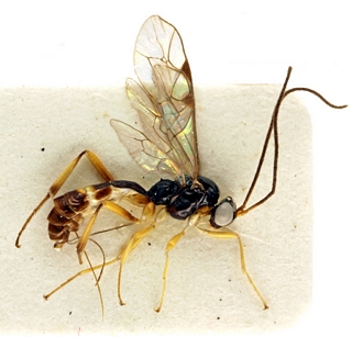 Tariqia stellaris habitus female