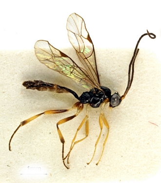 Tariqia stellaris habitus male