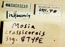 Acrolyta_crassicornis_labels