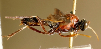 Astomaspis_violaceipennis_HOLOTYPE