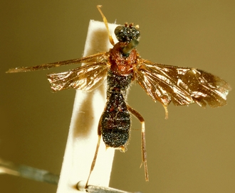 Astomaspis_violaceipennis_HOLOTYPE